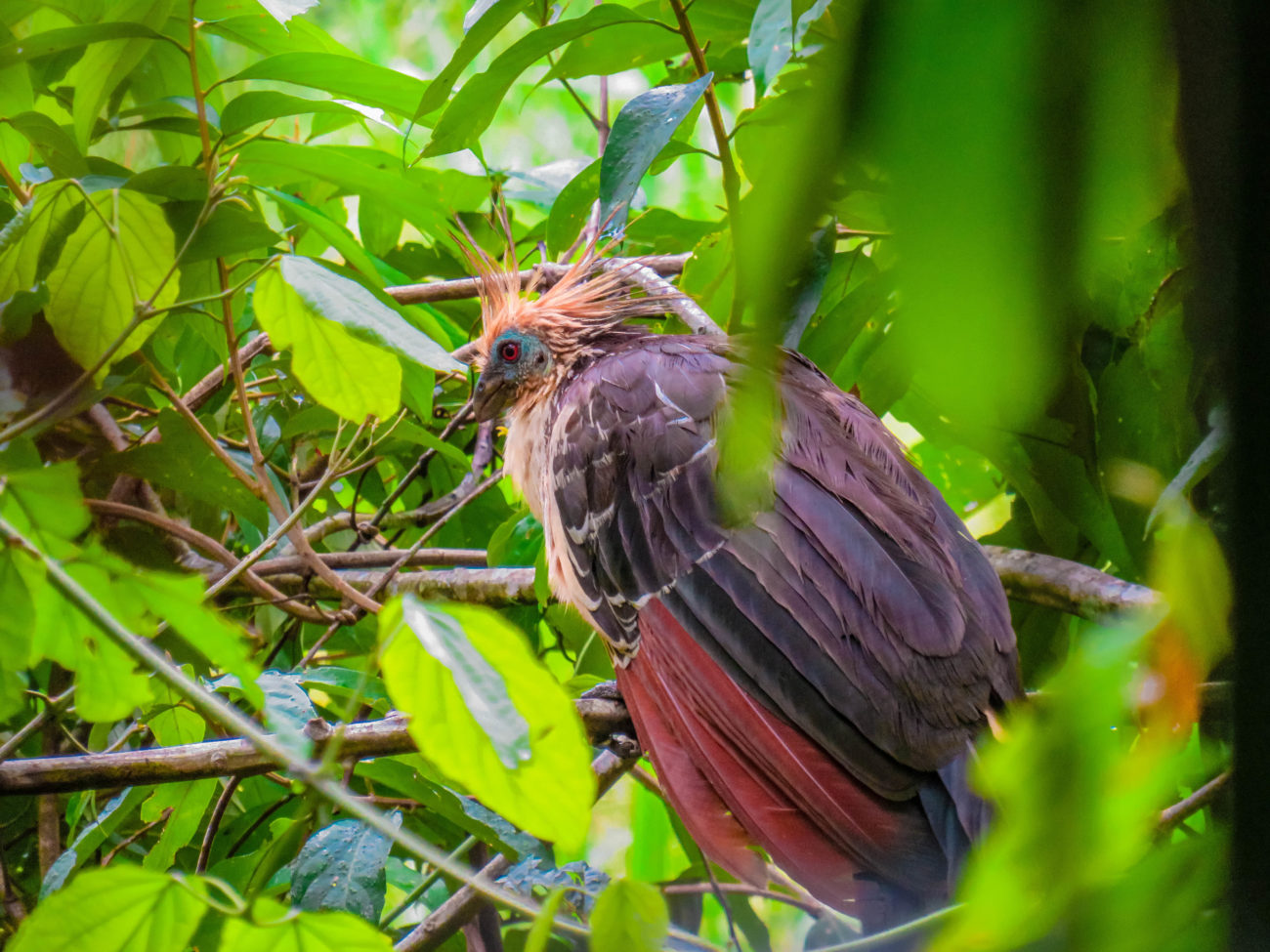 TENA AMAZONIE EQUATEUR