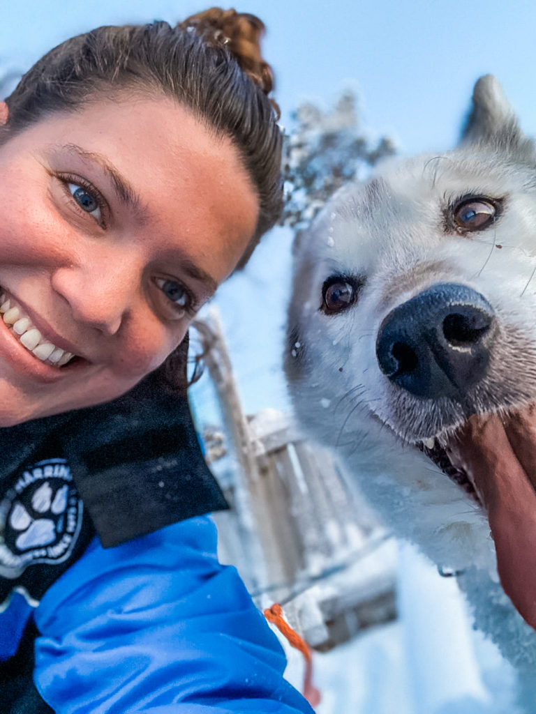CHIENS DE TRAINEAU LAPONIE HUSKY SAFARI