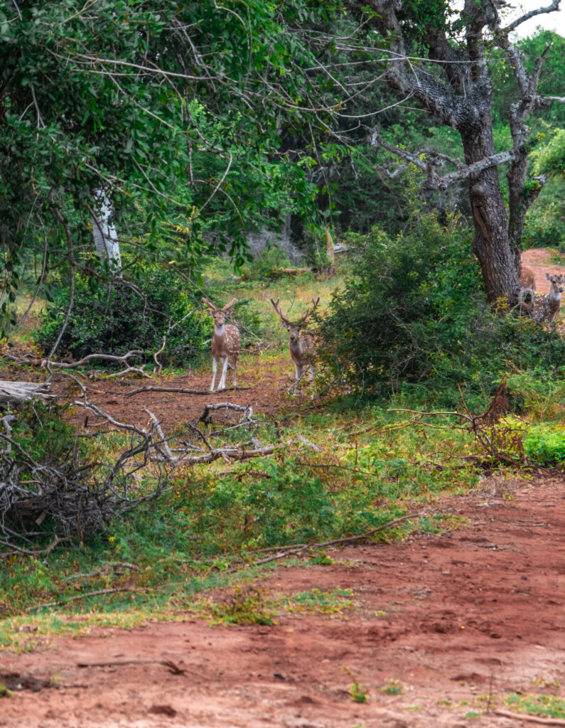 safari yala national park Sri Lanka